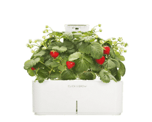 Smartpot Strawberries